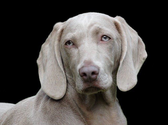 The Various Types Of Service Dogs And What They Do