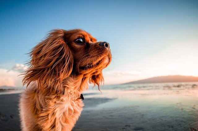 Florida Service Dog Laws - A Complete Guide