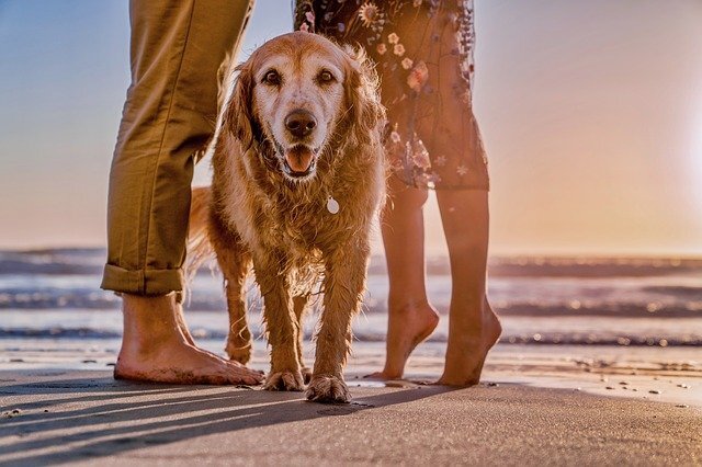 California Service Dog Laws and Service Dog Registration
