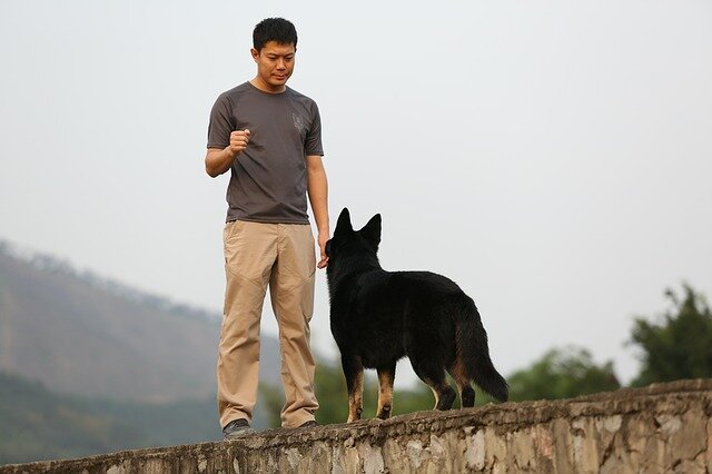 5 Signs of a Well Trained Service Dog