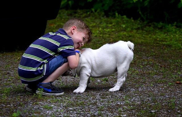 Service Dogs For Children With Autism